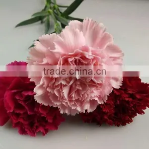 Decorative Flowers Carnation Cut Flower For Wedding Decoration From Yunnan,China thumbnail-3