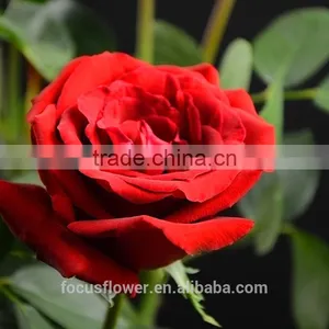 2016 Kunming Fresh Cut Flowers Fresh Cut Roses Wholesale Price thumbnail-5