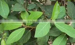 FICUS FACEMOSA thumbnail-2