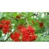 Elderberry Powder thumbnail-1