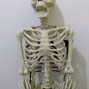 Halloween Skeleton 100% Plastic 5 FT Adult Lift Size Hanging Human Skeleton for Halloween Decoration thumbnail-1