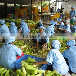 USA Fresh Yellow Sweet Corn Vietnam With Best Price thumbnail-3