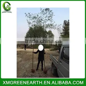 PHYLLOSTACHYS PUBESCENS Diameter 3-4cm(2) thumbnail-1