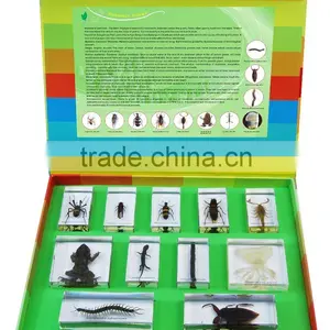 Poisonous Animals Specimen thumbnail-1