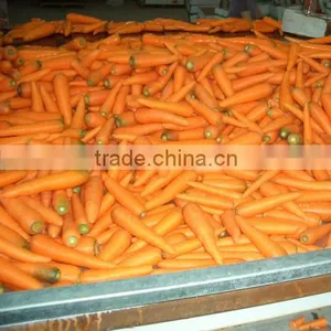 200g-250g Bulk Vegetables/fresh Sweet Carrot thumbnail-4