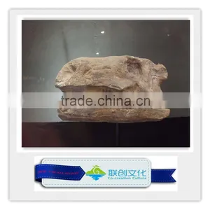 Life Size Dinosaur Head Fossils for Sale thumbnail-1