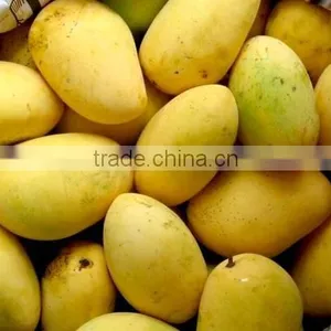 Fresh Chunsa Mango thumbnail-1