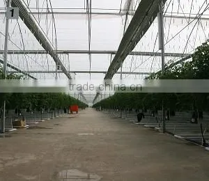 Red Color Fresh Tomato From Turkey thumbnail-4
