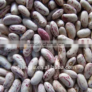 Light Speckled Kidney Bean thumbnail-1