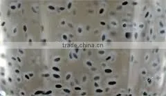 Basil Seed thumbnail-1