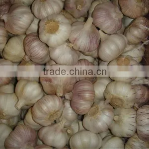WHOLESALE GARLIC thumbnail-3