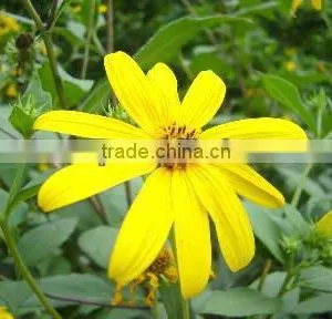 Qingdao BNP 95% Organic Natural Inulin/synanthrin From Jerusalem Artichoke Dietary Fiber Inulin Powder thumbnail-1