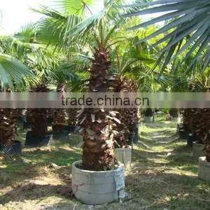 Washingtonia FiliferaLinden.Wendland of Outdoor Ornamental Decrotive Landscaping Palm Trees Plants thumbnail-1