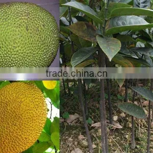 Jackfruit Trees thumbnail-2