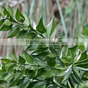 Butcher's Broom Root Extract Ruscus Aculeatus Root Extract thumbnail-4