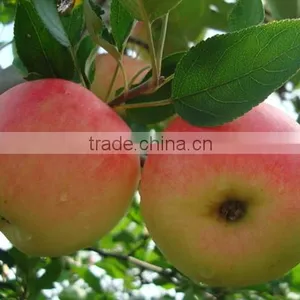 Agro-link Calcium Ammonium Nitrate Fertilizer thumbnail-6