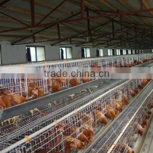 A Type Automatic Chicken Layer Cage for Sale 100 Chickens Coop thumbnail-1