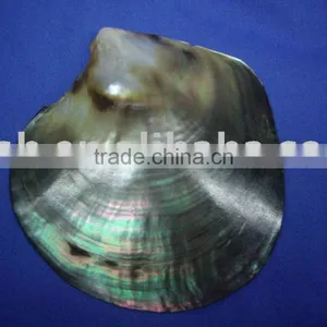 NEW Polished Tahiti Black Lip Shell Plate thumbnail-1