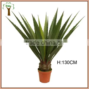 Big Green Screw Sisal Agave Plant Supplier thumbnail-1