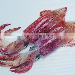 Frozen Squid (whole Round Todarodes Pacific)fish thumbnail-1