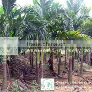 Veitchia Merrillii Outdoor Palm Trees thumbnail-1