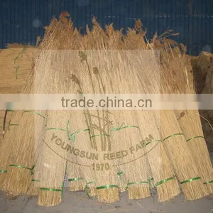 Norfolk Reed for Roof Thatching thumbnail-1