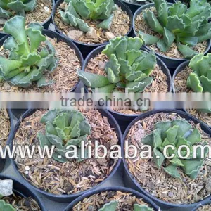 Adromischus Cristatus thumbnail-1