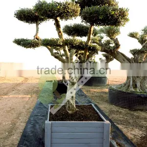 Olea Europaea "Pompon" Young Skin Trunk Large thumbnail-1