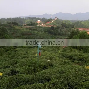 SGS Test EU Market Black Leaf Tea Pekoe Grade 3 Congou Black Tea thumbnail-4