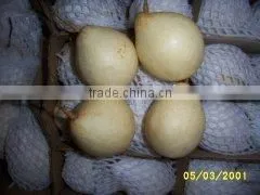 Fresh ya Pear thumbnail-1