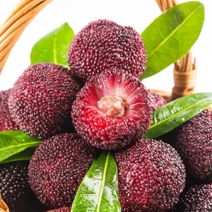 Yangme Trees Plating Fruit Trees From China Myrica Ruba Trees thumbnail-4