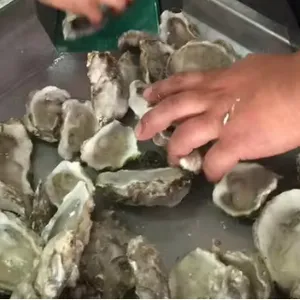 Professional Seafood Weight Sorting Machine Fish,shrimp,Oysters,Prawns,Scallops,Squid Weight Selecting Machine thumbnail-3