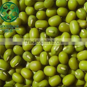Food Grade Green Mung Beans(Heilongjiang) thumbnail-6