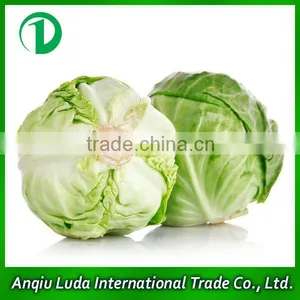2013 Fresh Chinese Cabbage for Sales thumbnail-1