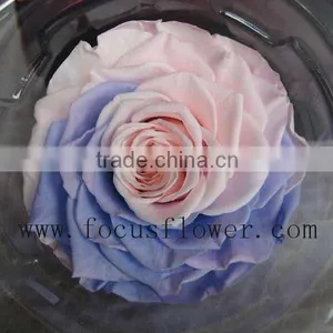 Long Stem Valentine's Day Gifts Party Rose Preserved Fresh Flower From China thumbnail-2