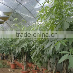 5 Braided Mini Pachira Macrocarpa Aquatica Bonsai Money Tree Plant Indoor Ornamental Decorative Potted Plants Nursery thumbnail-3
