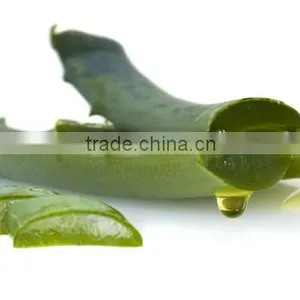 Aloe Vera Oil thumbnail-1