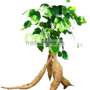 Manufacture Good Spices Pueraria Lobata Powder,the Root of Kudzu Vine Powder thumbnail-1