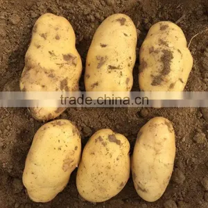 Yellow Potato thumbnail-2