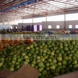 Pomelo thumbnail-1