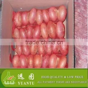 Fresh Yellow/Red Onion Supplier/Producer/Farmer thumbnail-3