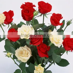 Grade A Fresh Cut Flower Importers thumbnail-5