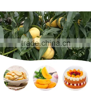 Yellow Peach Tree Seedling thumbnail-1