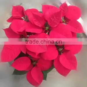 Natural Poinsettia Christmas Flowers Live Plant in Pot thumbnail-2