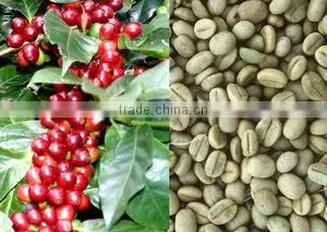 GREEN FAIR TRADE & PRODUCTION COMPANY LIMITED company overview - view 1 thumbnail