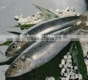 Frozen Sardines Fish(sardinella Longiceps) thumbnail-1