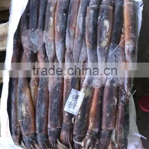 Corvina of Illex Squid thumbnail-1