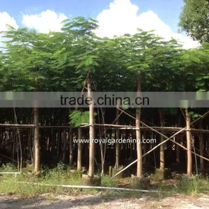 Delonix Regia Trees thumbnail-1