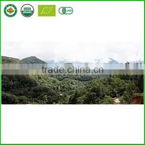 Private Label Wholesale OEM White Tea Price thumbnail-3