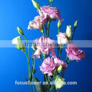 Wholesale Pink Eustoma Flowers From Yunnan China thumbnail-4